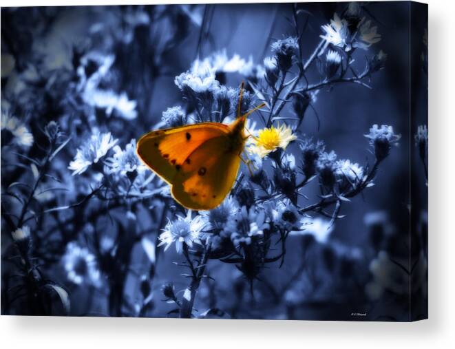World Peace Canvas Print featuring the photograph Changing the World One at a Time by Cathy Beharriell