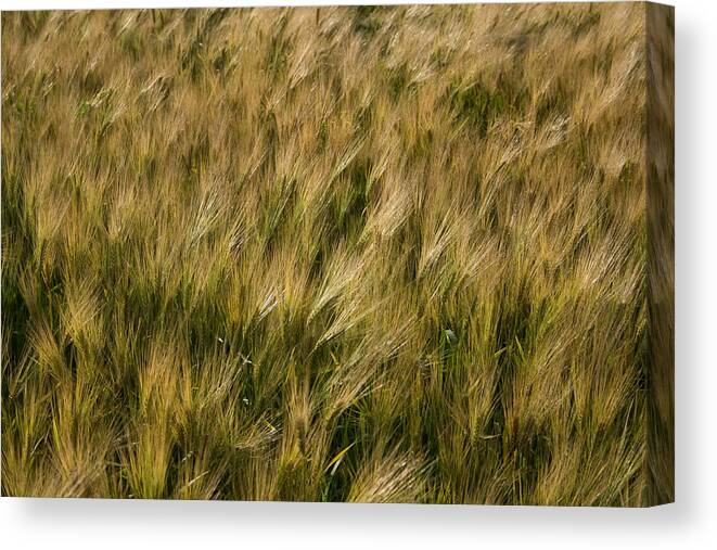 Changing Wheat Canvas Print featuring the photograph Changing Wheat by Dylan Punke