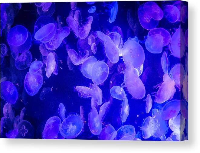 Jellyfish Canvas Print featuring the photograph Chaotic by Frank Mari