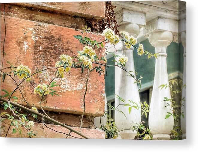 Climbing Yellow Rose Canvas Print featuring the photograph Charleston Climbing Rose by Melissa Bittinger