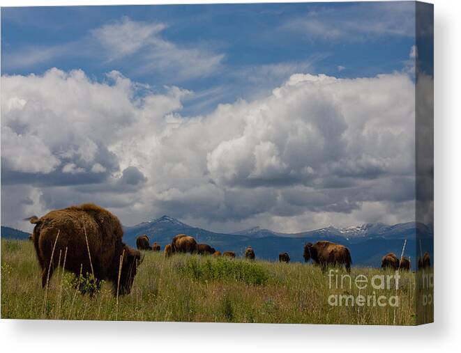 Bison Canvas Print featuring the photograph Charlie Russel Clouds by Katie LaSalle-Lowery