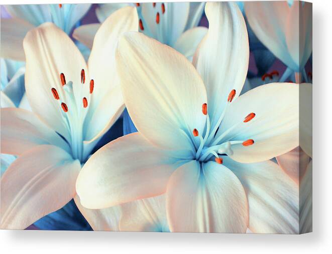 Lily Canvas Print featuring the photograph Charming Elegance by Iryna Goodall