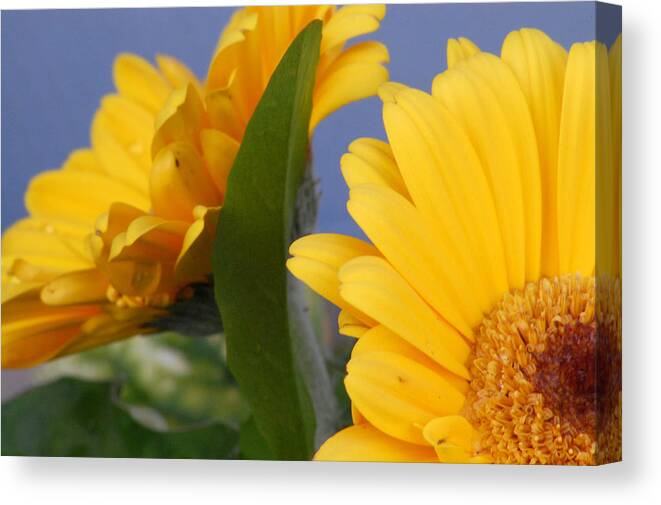 Gerbera Daisy Canvas Print featuring the photograph Cheerful Gerbera Daisies by Amy Fose