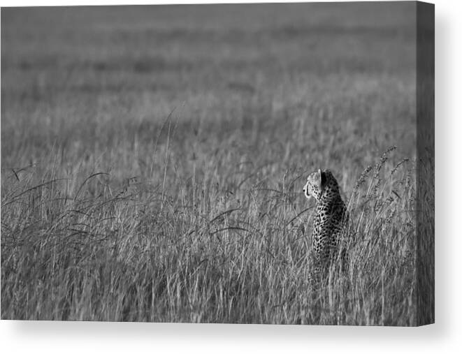 Cheetah Canvas Print featuring the photograph Cheetah by Andy Bitterer