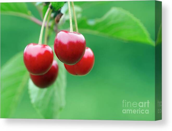 Cherry Canvas Print featuring the photograph Cherries by Michal Boubin
