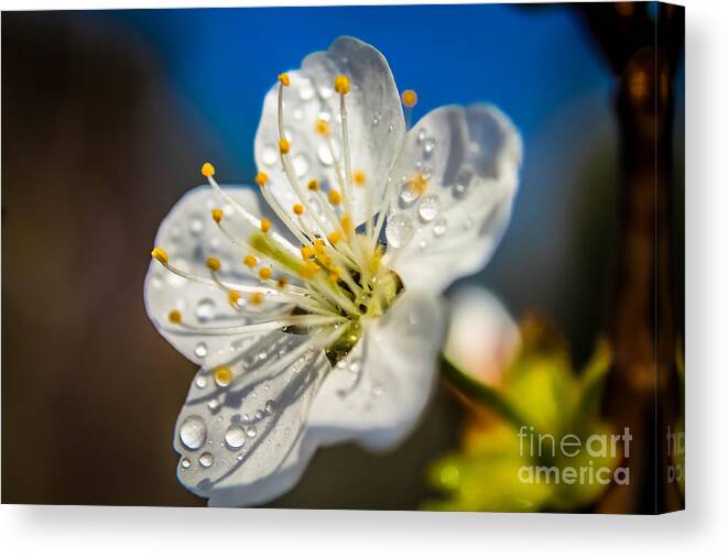 Spring Floral Canvas Print featuring the photograph Cherry blossom by Claudia M Photography