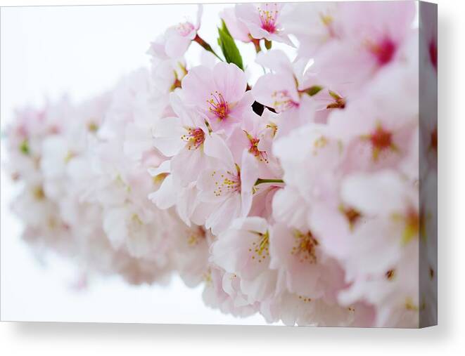 Cherry Blossom Canvas Print featuring the photograph Cherry Blossom Focus by Nicole Lloyd