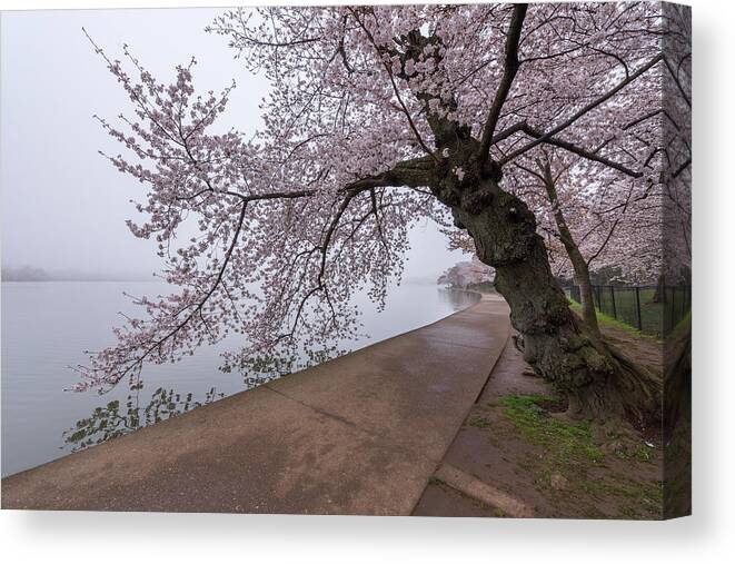 Alexandria Canvas Print featuring the photograph Cherry Blossom Tree in Fog by Michael Donahue