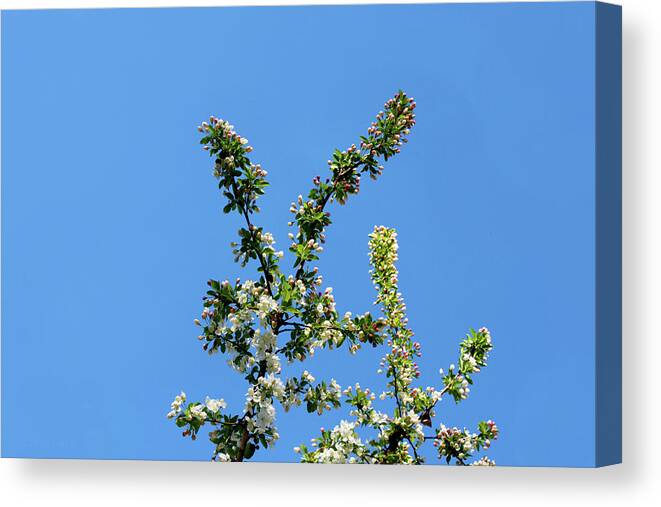 Susan Vineyard Canvas Print featuring the photograph Cherry Blossoms Against the Sky by Susan Vineyard