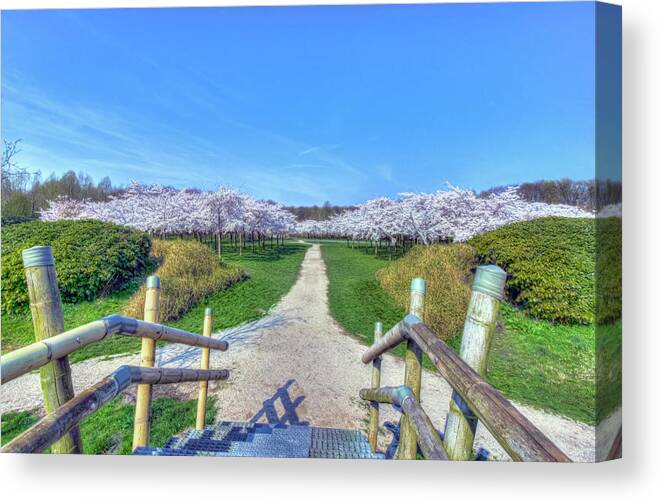 Flower Canvas Print featuring the photograph Cherry Blossoms Park by Nadia Sanowar