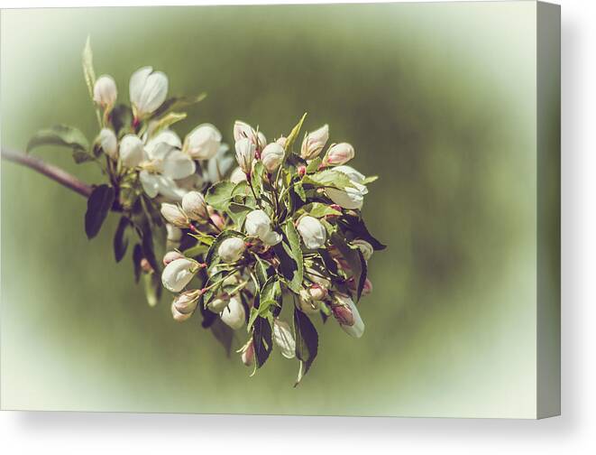 Flowers Canvas Print featuring the photograph Cherry Blossoms by Yeates Photography