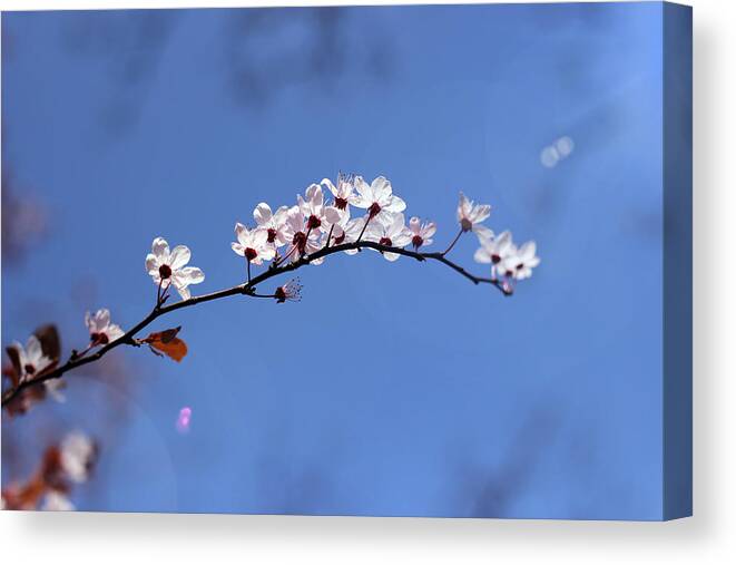 Nature Canvas Print featuring the photograph Cherry flowers with lens flare by Helga Novelli
