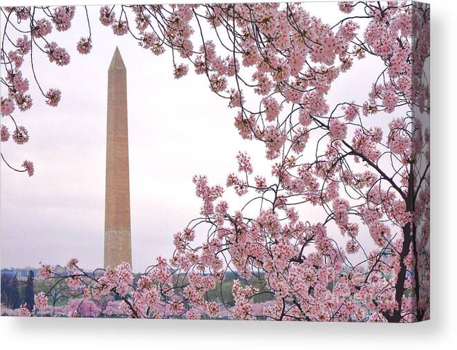 Washington Canvas Print featuring the photograph Cherry Washington by Olivier Le Queinec