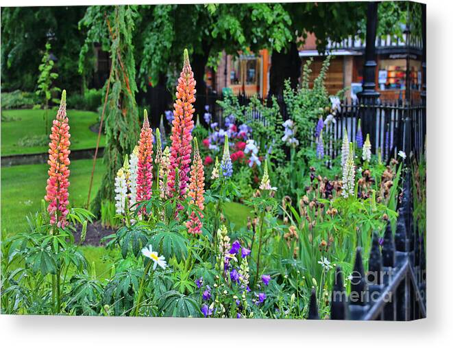 Lupines Canvas Print featuring the photograph Chester England Lupines 6830 by Jack Schultz