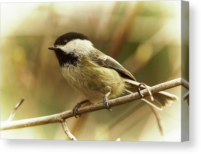 Bird Canvas Print featuring the photograph Chickadee by Loni Collins