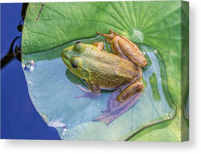 Frog Canvas Print featuring the photograph Chillin at The Shallow End by Jeff Abrahamson