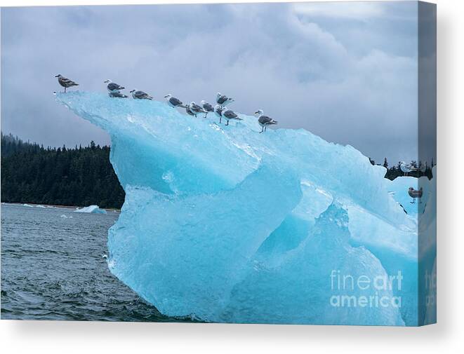 Seagulls Canvas Print featuring the photograph Chillin by Louise Magno