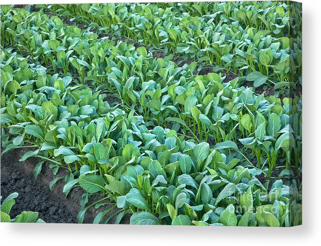 Vegetable Canvas Print featuring the photograph Chinese Vegetable, Yu Choy Sum by Inga Spence