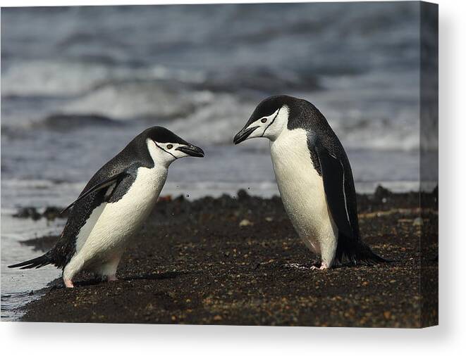 Penguin Canvas Print featuring the photograph Chinstrap Penguin Duo by Bruce J Robinson