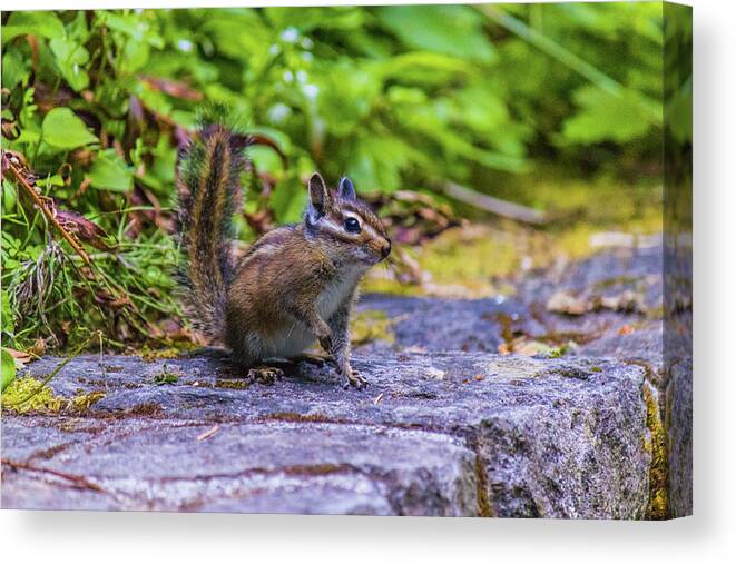Animal Canvas Print featuring the photograph Chipmunk by Jonny D
