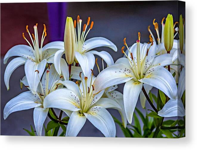 Flower Canvas Print featuring the photograph Chorus Line by Steve Harrington