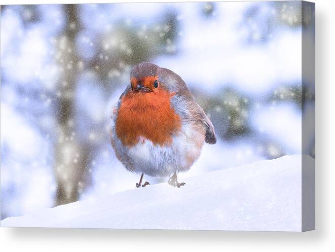 Robin Canvas Print featuring the photograph Christmas Robin by Scott Carruthers