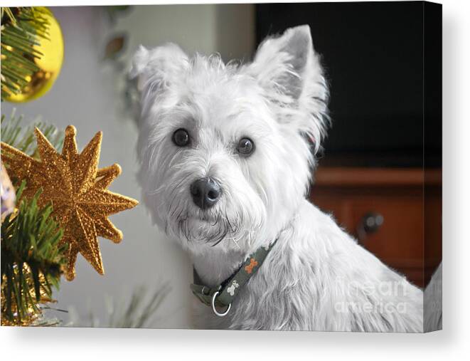 Bichon Frise Canvas Print featuring the photograph Christmas Star Puppy by Terri Waters