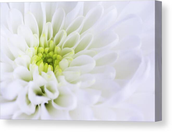 Chrysanth Canvas Print featuring the photograph Chrysanthemum by Tanya C Smith