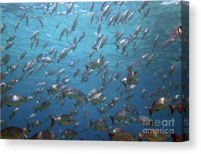 Unnderwater Canvas Print featuring the photograph Chub Convention by Daryl Duda