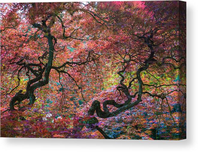 Trees Canvas Print featuring the photograph Circle of the Twisted Twins by Chuck Jason