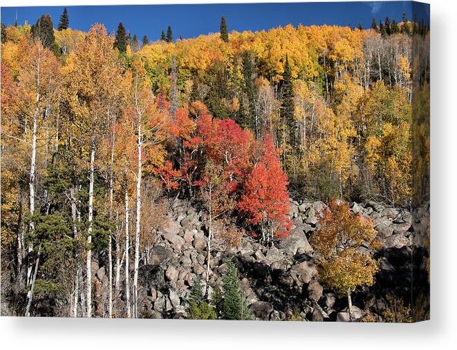 Fall Colors Canvas Print featuring the photograph Clash of Fall Colors by Tony Hake