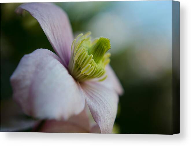Flower Canvas Print featuring the photograph Clematis flower face of Spring by Spikey Mouse Photography
