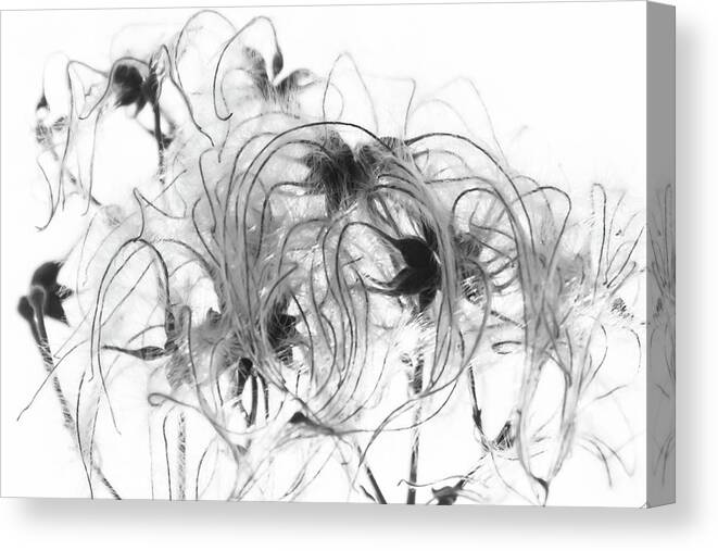 Nature Canvas Print featuring the photograph Clematis Seeds by Wendy Cooper