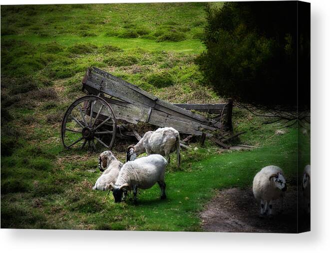 California Canvas Print featuring the photograph Clint's Sheep by Patrick Boening