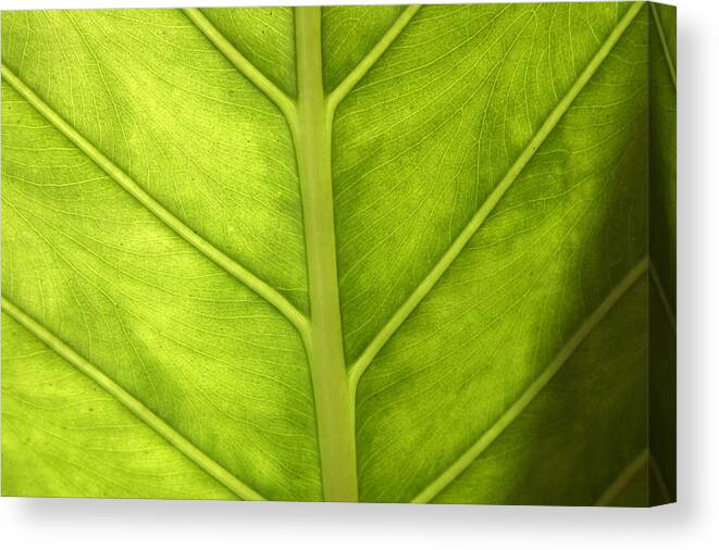 Plants Canvas Print featuring the photograph Close-up Of A Elephant Ear by PIXELS XPOSED Ralph A Ledergerber Photography