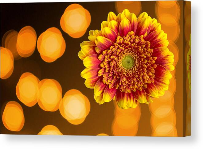 Abstract Canvas Print featuring the photograph Close-up of Beautiful Orange and Red Chrysanthemum by John Williams