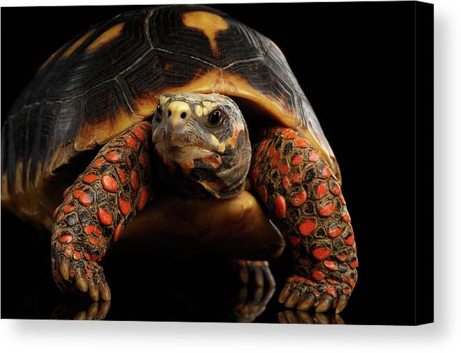 Tortoise Canvas Print featuring the photograph Close-up of Red-footed tortoises, Chelonoidis carbonaria, Isolated black background by Sergey Taran