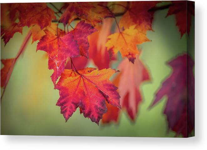 Leaf Canvas Print featuring the photograph Close-up of Red Maple Leaves in Autumn by Patrick Wolf