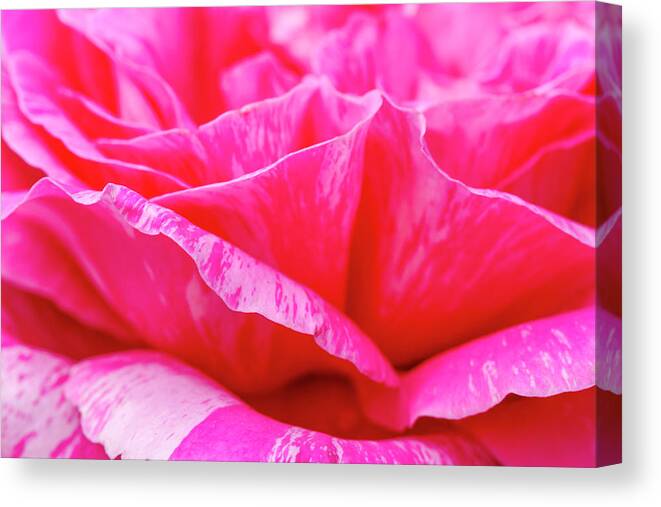 Valentine Canvas Print featuring the photograph Close up of Variegated Pink and White Rose Petals by Teri Virbickis
