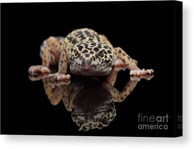 Closeup Canvas Print featuring the photograph Closeup Leopard Gecko Eublepharis macularius Isolated on Black Background, front view by Sergey Taran