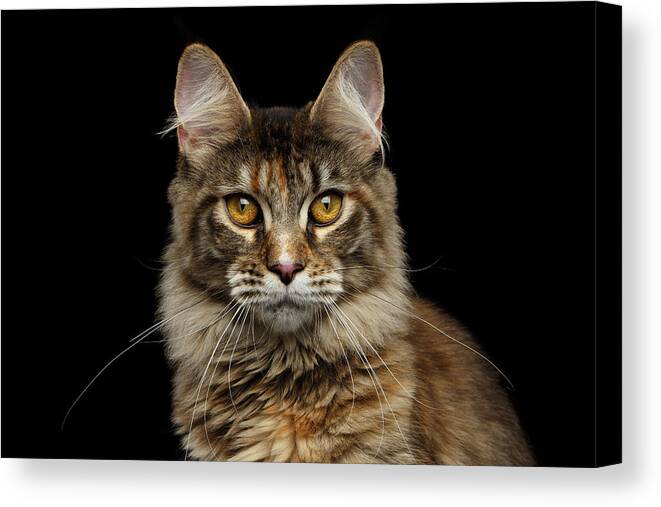 Cat Canvas Print featuring the photograph Closeup Maine Coon Cat Portrait Isolated on Black Background by Sergey Taran