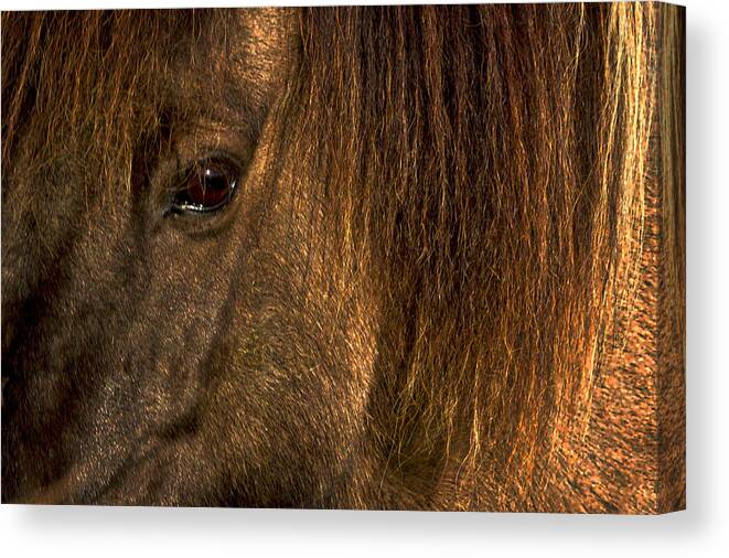 Horse Canvas Print featuring the photograph Closeup Of An Icelandic Horse #2 by Stuart Litoff