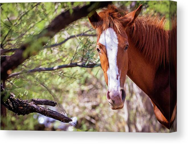Mesa Canvas Print featuring the photograph Closeup of Beautiful Wild Horse With Copy Space by Good Focused