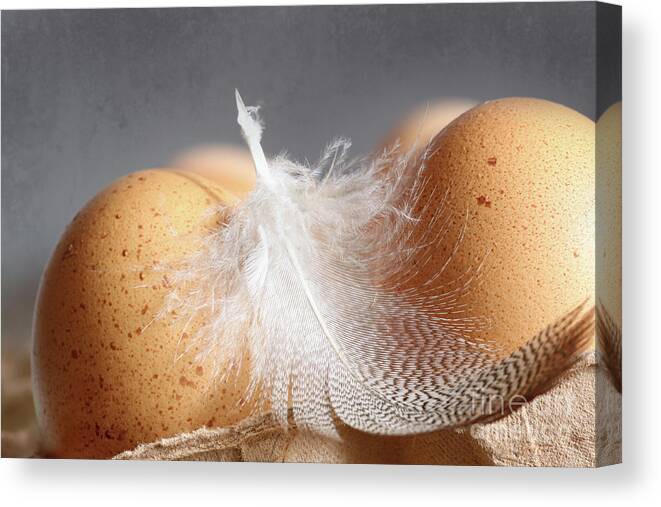 Background Canvas Print featuring the photograph Closeup of brown speckled eggs by Sandra Cunningham