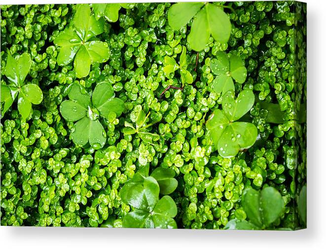 Lush Vegetation Canvas Print featuring the photograph Lush Green Soothing Organic Sense by John Williams