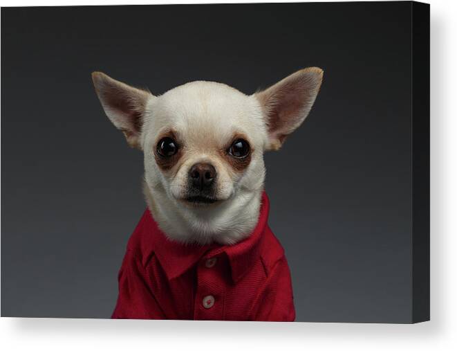 Pet Canvas Print featuring the photograph Closeup Portrait Chihuahua dog in stylish clothes. Gray background by Sergey Taran