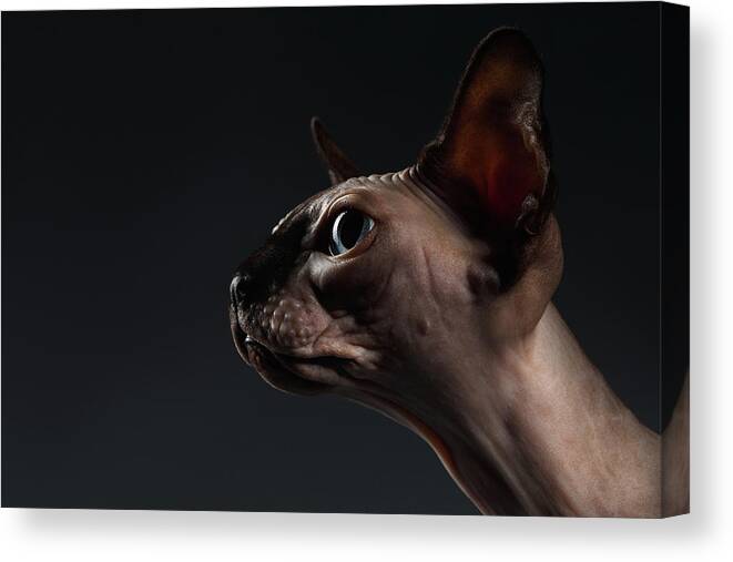 Portrait Canvas Print featuring the photograph Closeup Portrait of Sphynx Cat in Profile view on Black by Sergey Taran