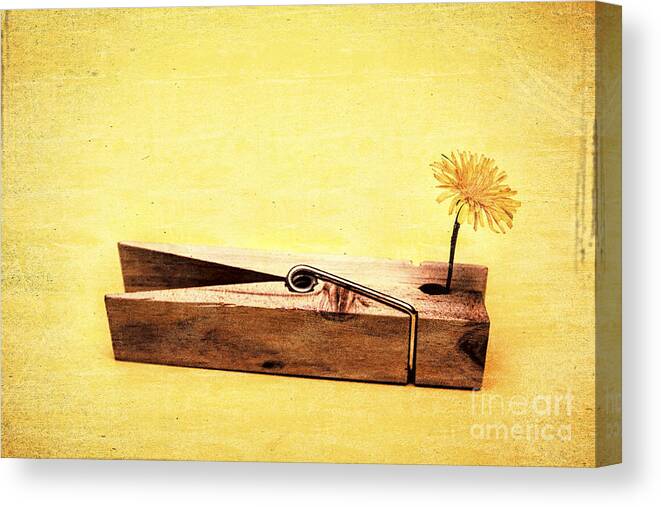 Vintage Canvas Print featuring the photograph Clothespins and dandelions by Jorgo Photography