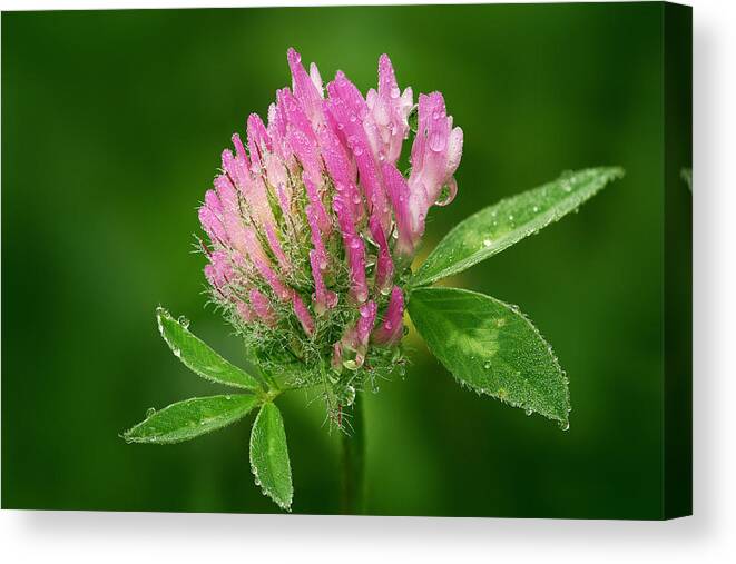 Clover Canvas Print featuring the photograph Clover by Yuri Peress