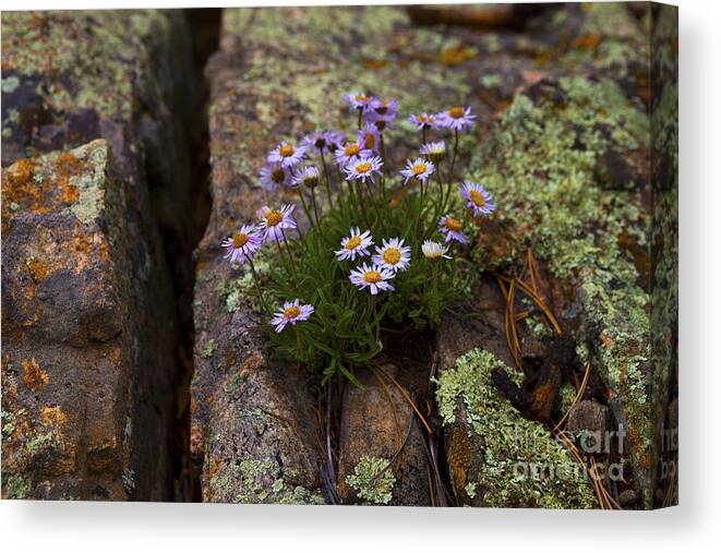 Wildflowers Canvas Print featuring the photograph Clump of Asters by Barbara Schultheis